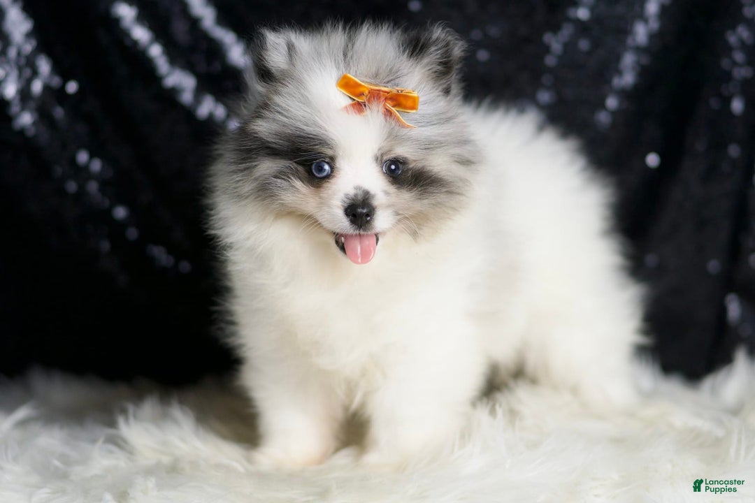 Pomeranian dogs for sale: Mr. Merle - Image 4
