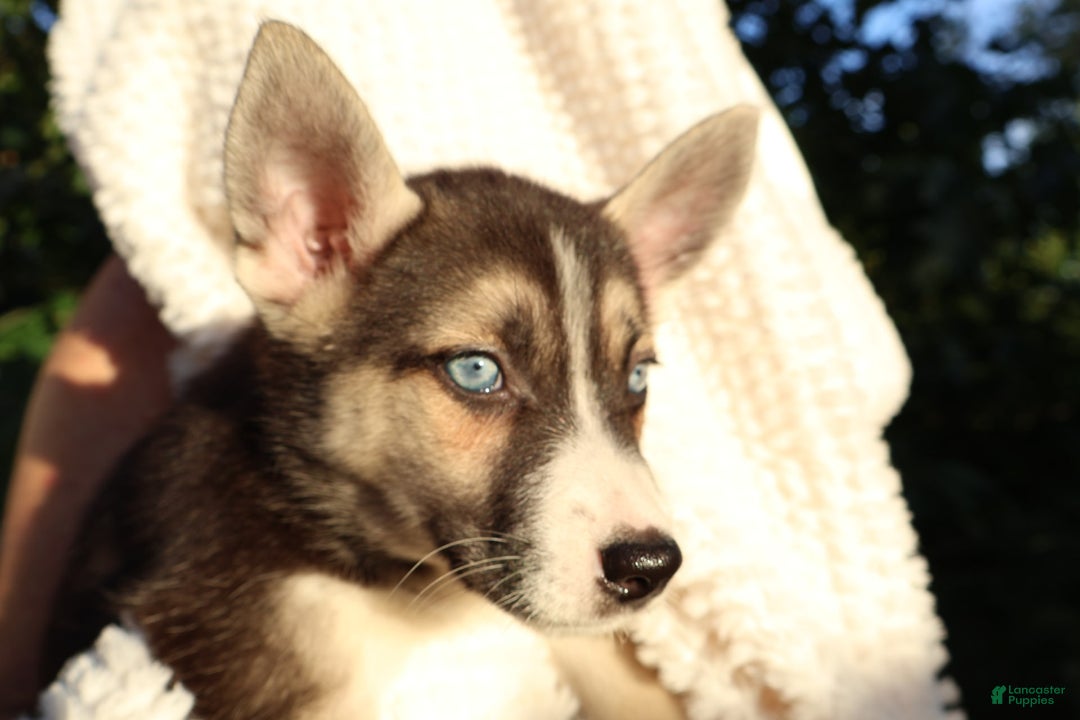 Gerberian Shepsky dogs for sale: Sheba - Image 5