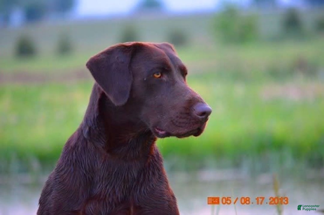 Labrador Retriever dogs for sale: Finn - Image 3