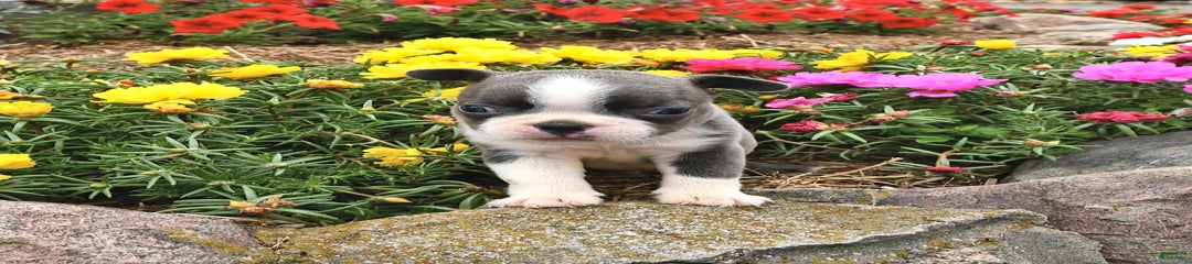 Winston