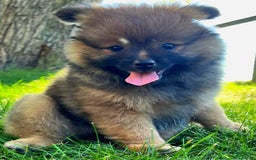 Pomeranian dogs for sale: Remi - Image 5