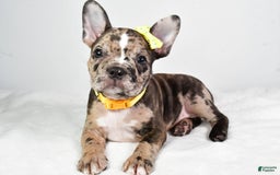 Frenchton dogs for sale: Freddy - Image 1