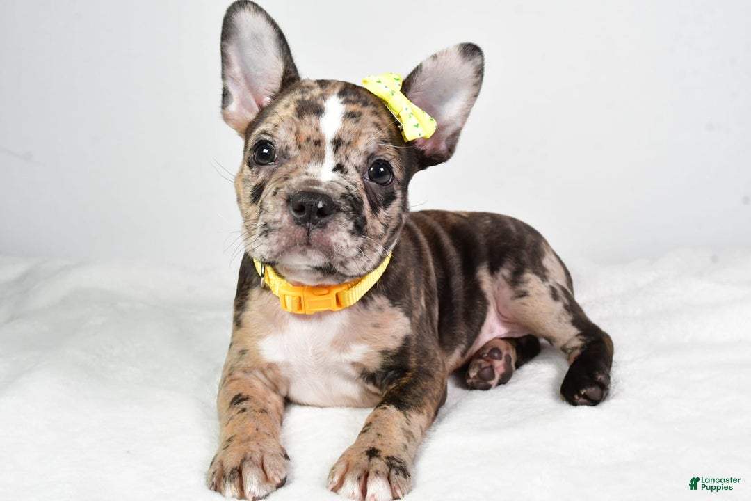 Frenchton dogs for sale: Freddy - Image 1