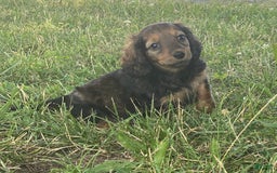 Dachshund dogs for sale: Dora - Image 7