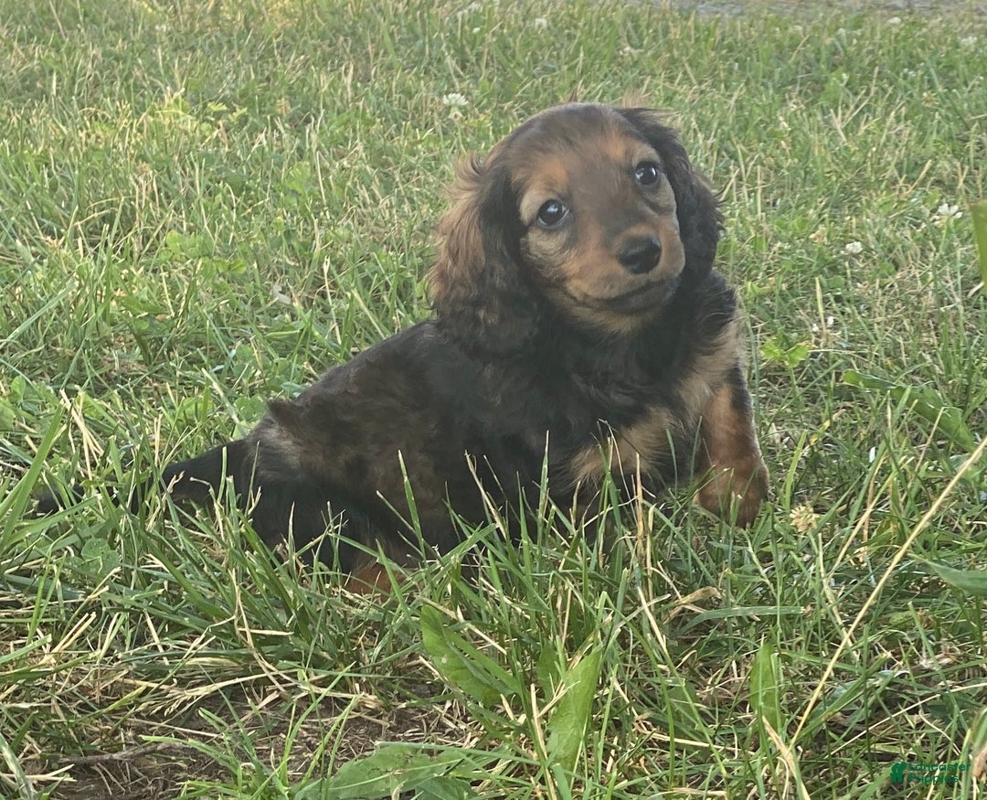 Dachshund dogs for sale: Dora - Image 7