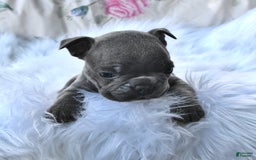 Frenchton dogs for sale: Rocky - Image 13