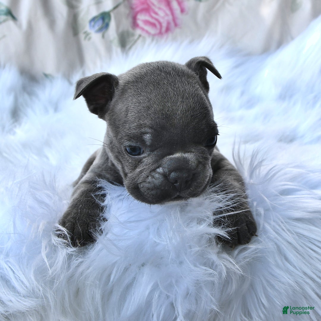 Frenchton dogs for sale: Rocky - Image 13
