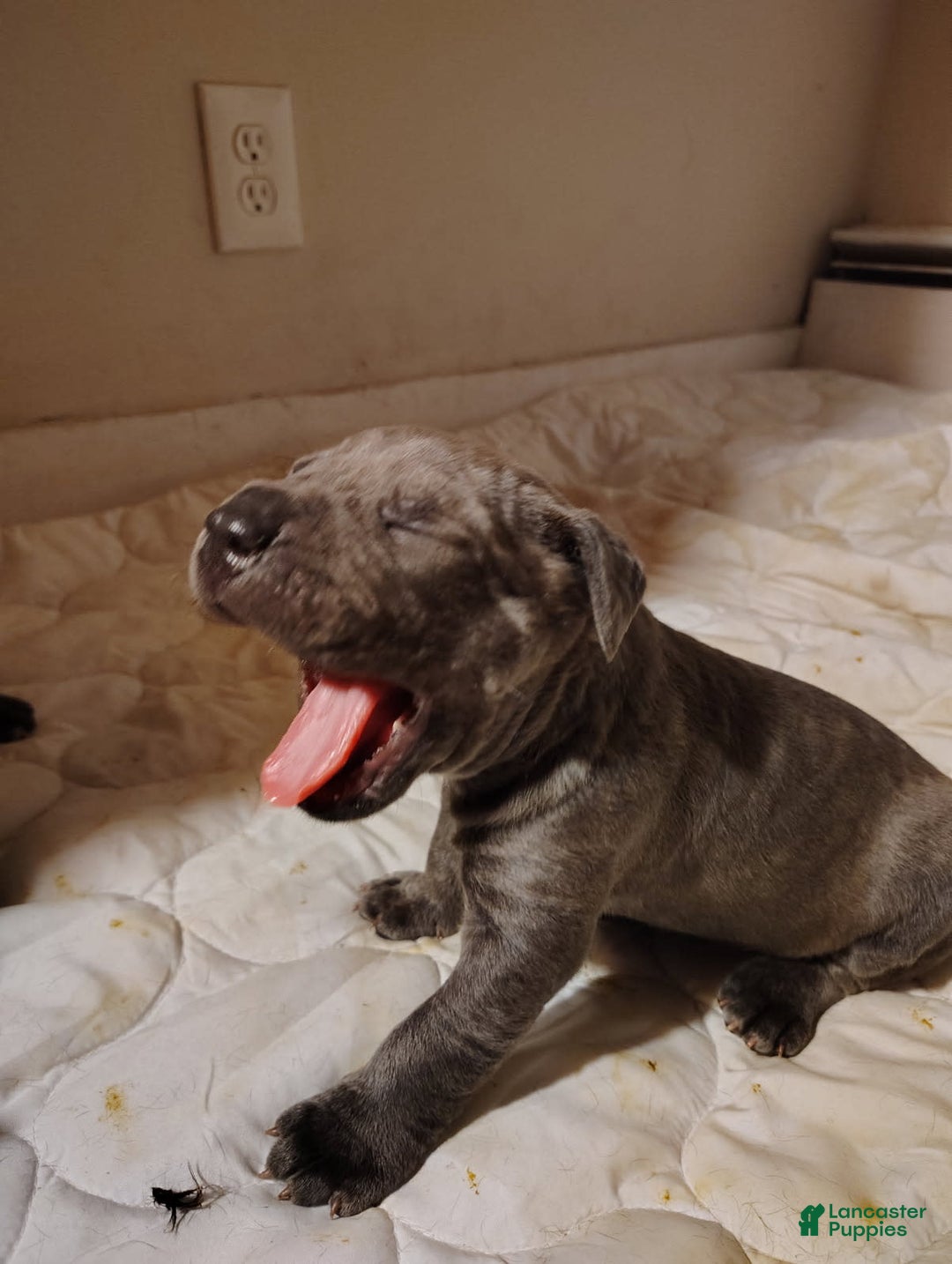 Cane Corso dogs for sale: Delia - Image 5