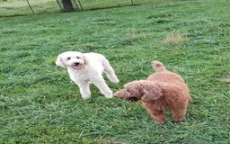 Standard Poodle dogs for sale: Standard Poodle Ma - Image 11