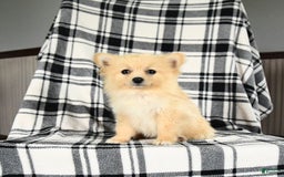 Pomeranian dogs for sale: Charlie - Image 3