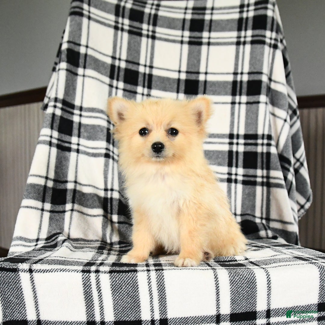 Pomeranian dogs for sale: Charlie - Image 3