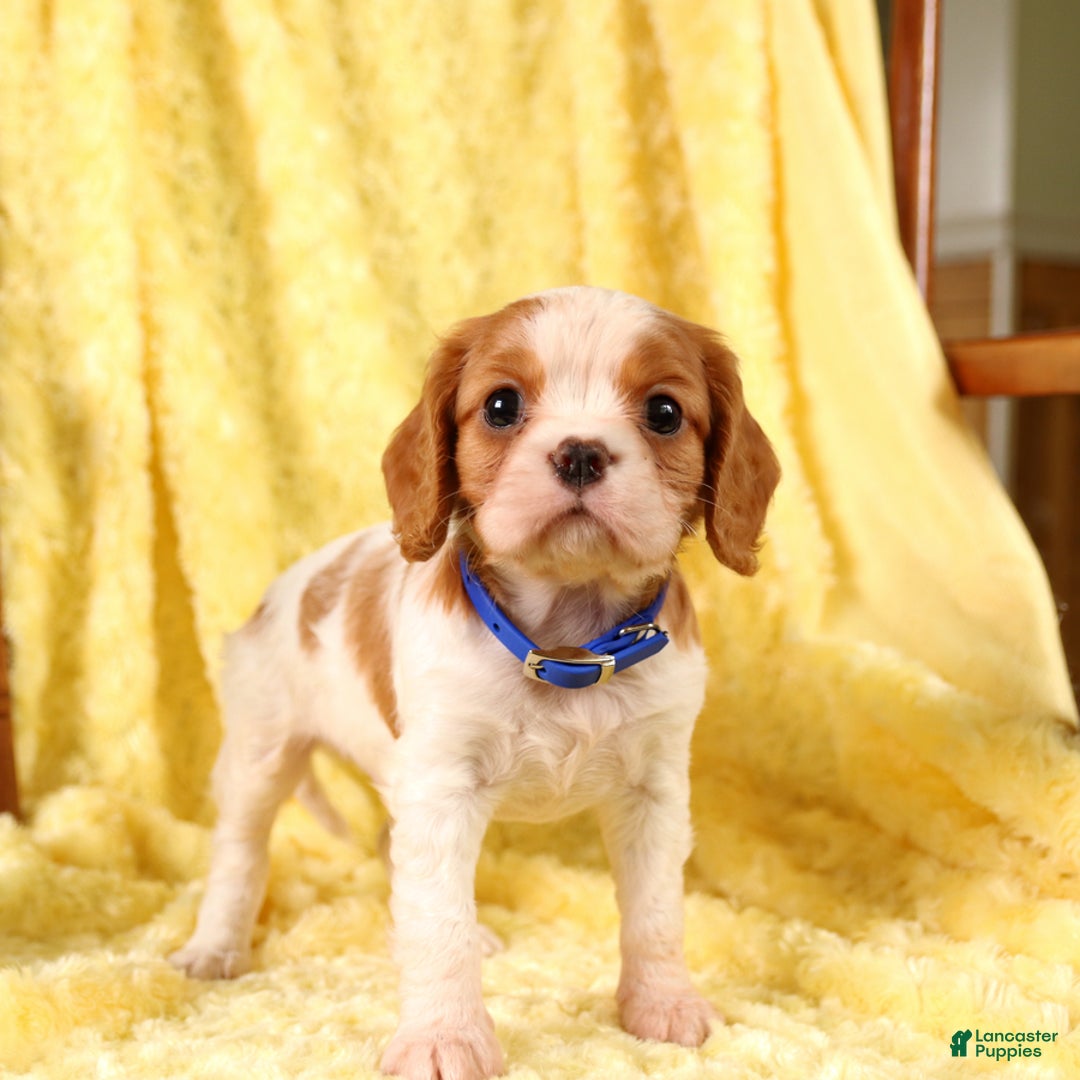 Cavalier King Charles Spaniel dogs for sale: Farley - Image 6