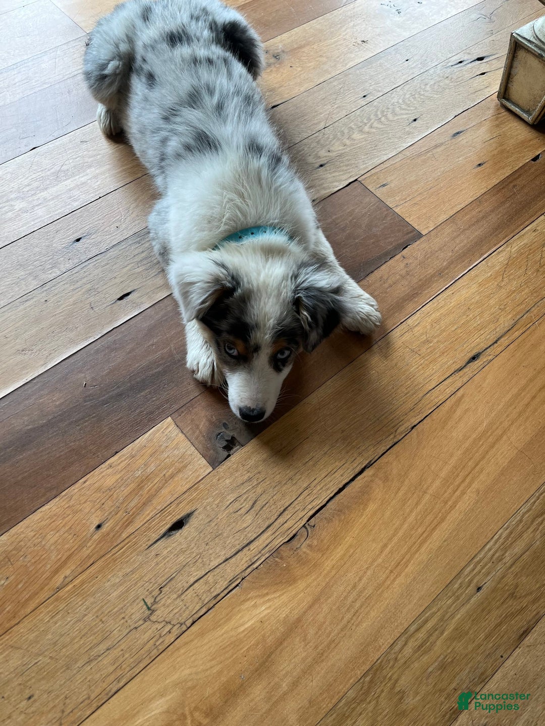 Australian Shepherd dogs for sale: Jojo - Image 9