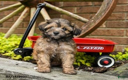 Havapoo dogs for sale: Bailey - Image 2