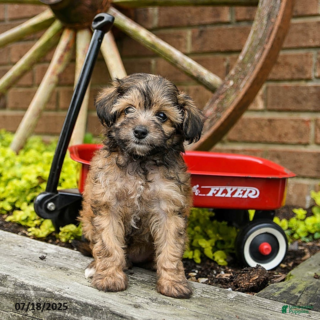 Havapoo dogs for sale: Bailey - Image 2