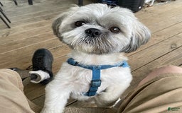 Shih Tzu dogs for sale: Little Rascal - Image 9
