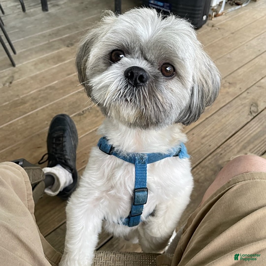 Shih Tzu dogs for sale: Little Rascal - Image 9