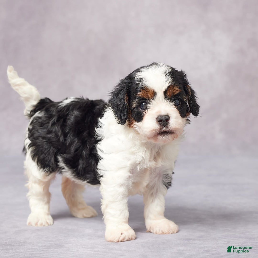 Cavapoo dogs for sale: Ella - Image 3