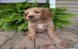 Goldendoodle dogs for sale: Lolly - Image 12