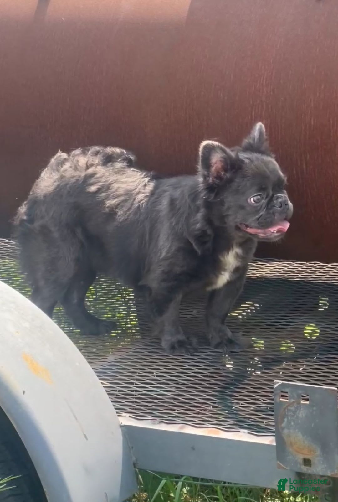 French Bulldog dogs for sale: Luna - Image 3