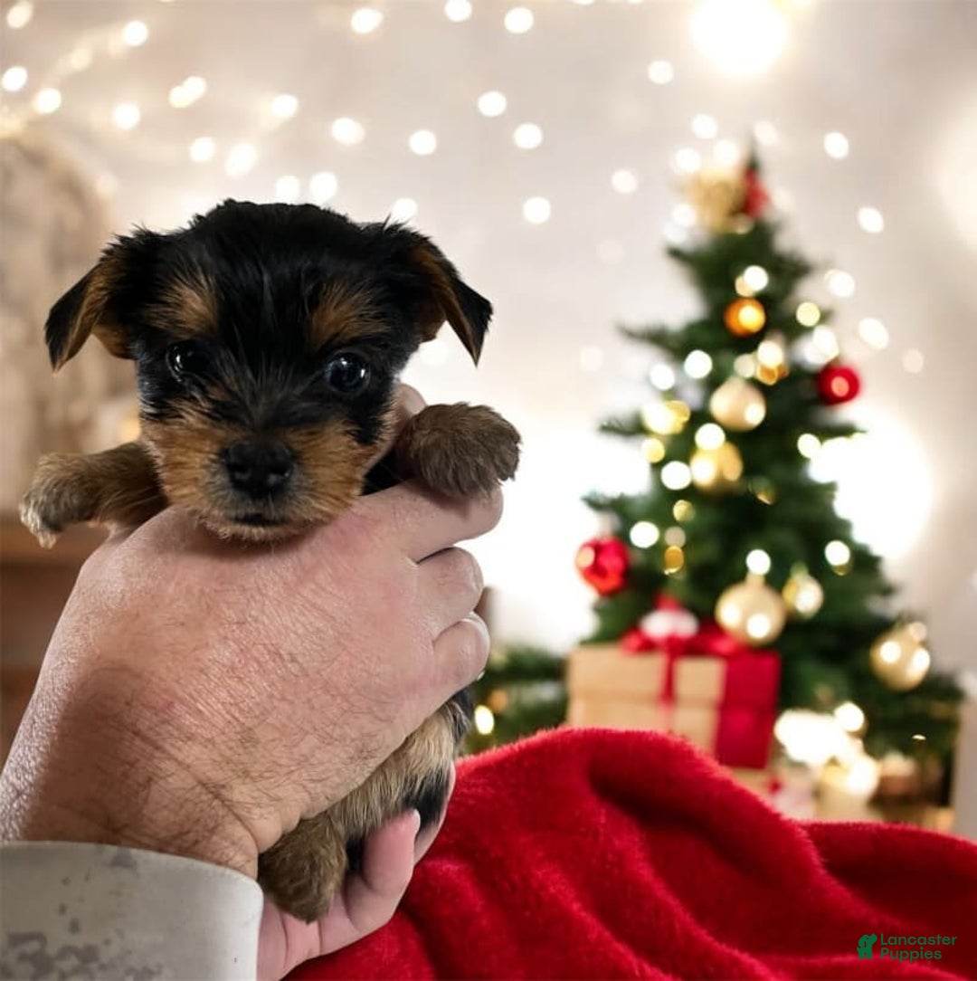 Yorkshire Terrier dogs for sale: Gunnar - Image 1