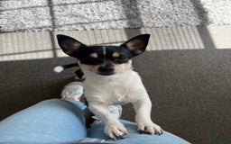 Chihuahua dogs for sale: Canelo - Image 3
