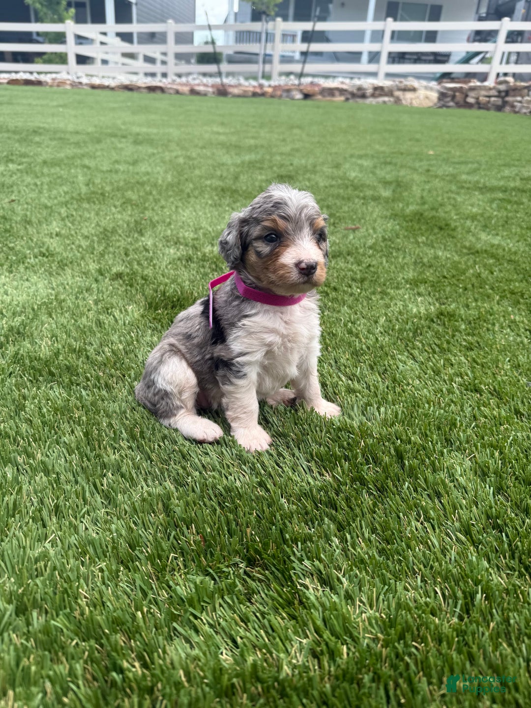Bernedoodle dogs for sale: 8 - Image 5