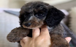 Standard Poodle dogs for sale: Adam - Image 11