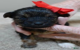 Yorkshire Terrier dogs for sale: Nessie - Image 13