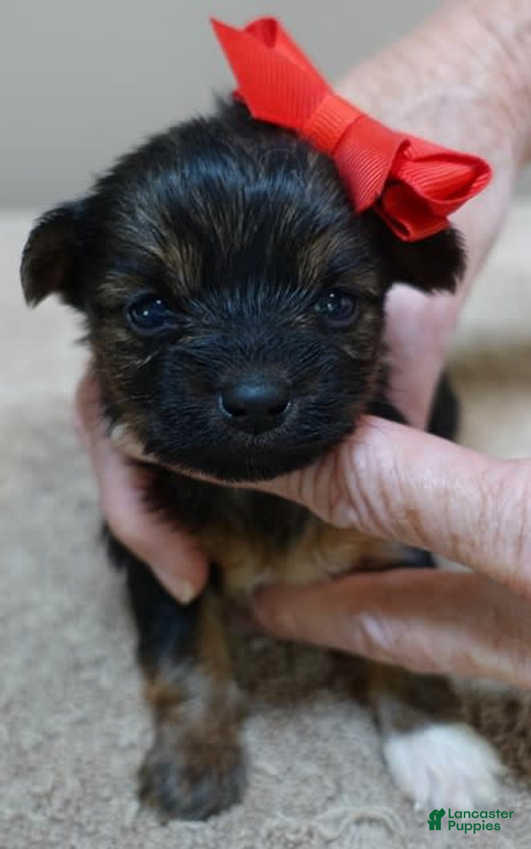 Yorkshire Terrier dogs for sale: Nessie - Image 13