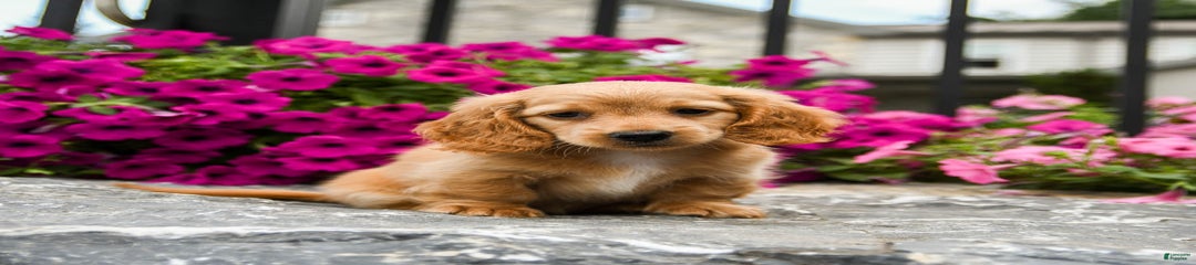 Dylan