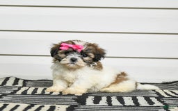 Teddy Bear dogs for sale: Twix - Image 3