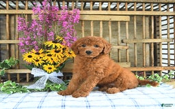 Mini Goldendoodle dogs for sale: Kennedy - Image 3
