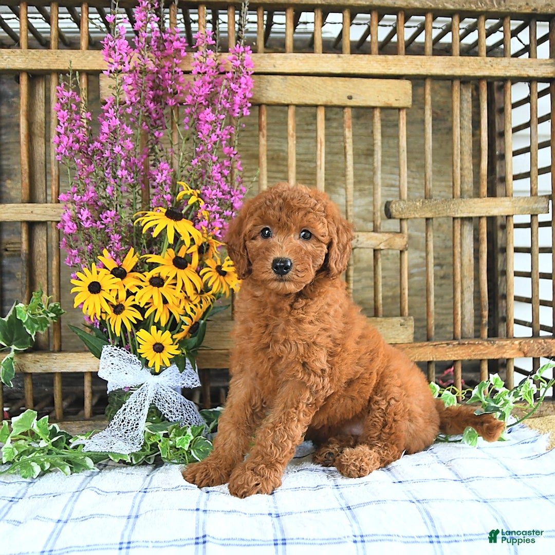 Mini Goldendoodle dogs for sale: Kennedy - Image 3