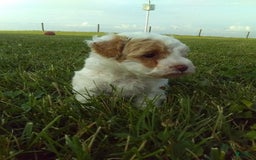 Toy Poodle dogs for sale: Chloe - Image 3