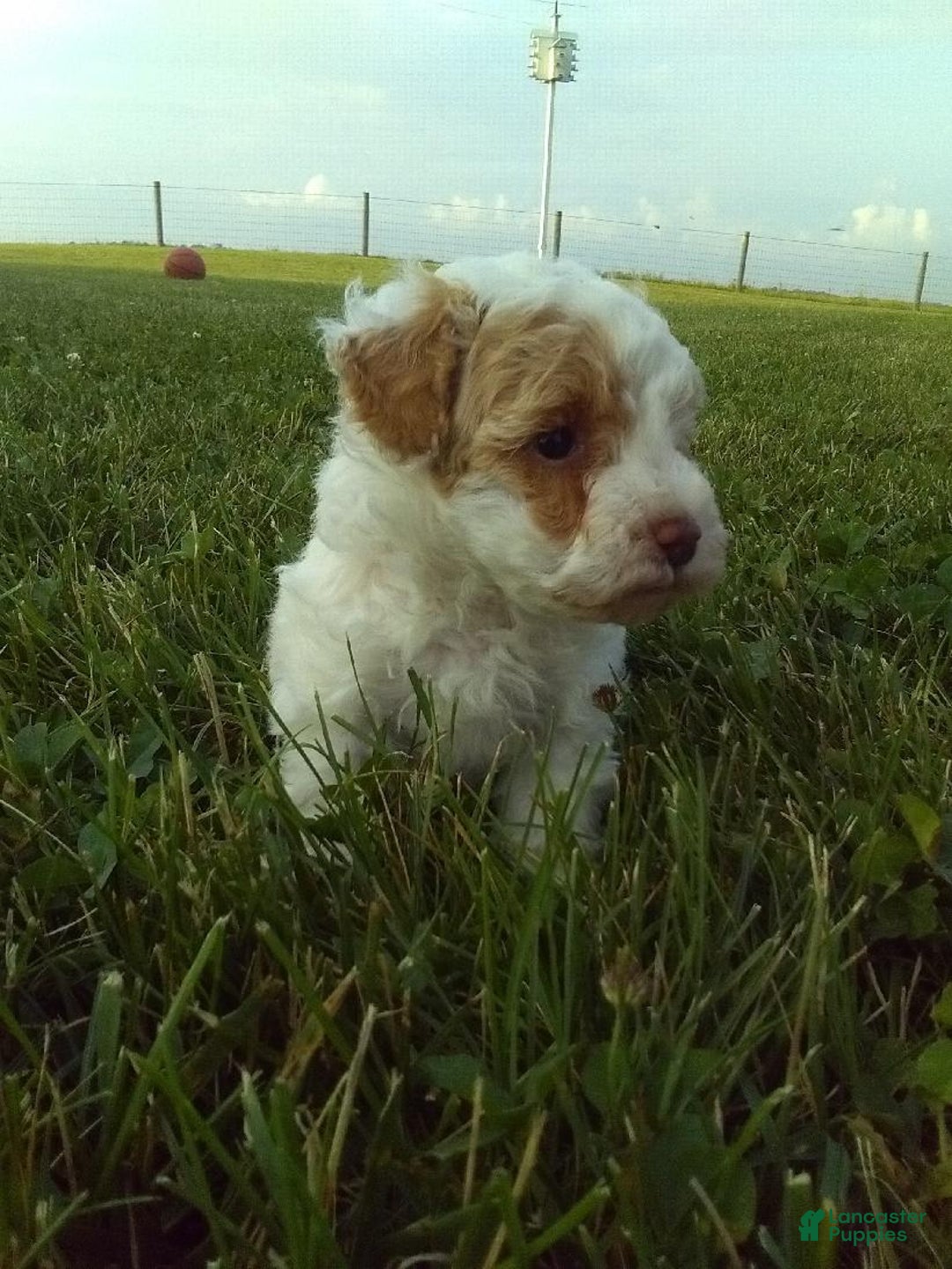 Toy Poodle dogs for sale: Chloe - Image 3