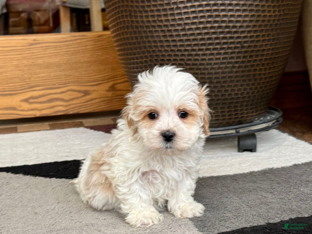 Havanese dogs for sale: George - Image 9