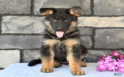 German Shepherd dogs for sale: Beauty - Image 3