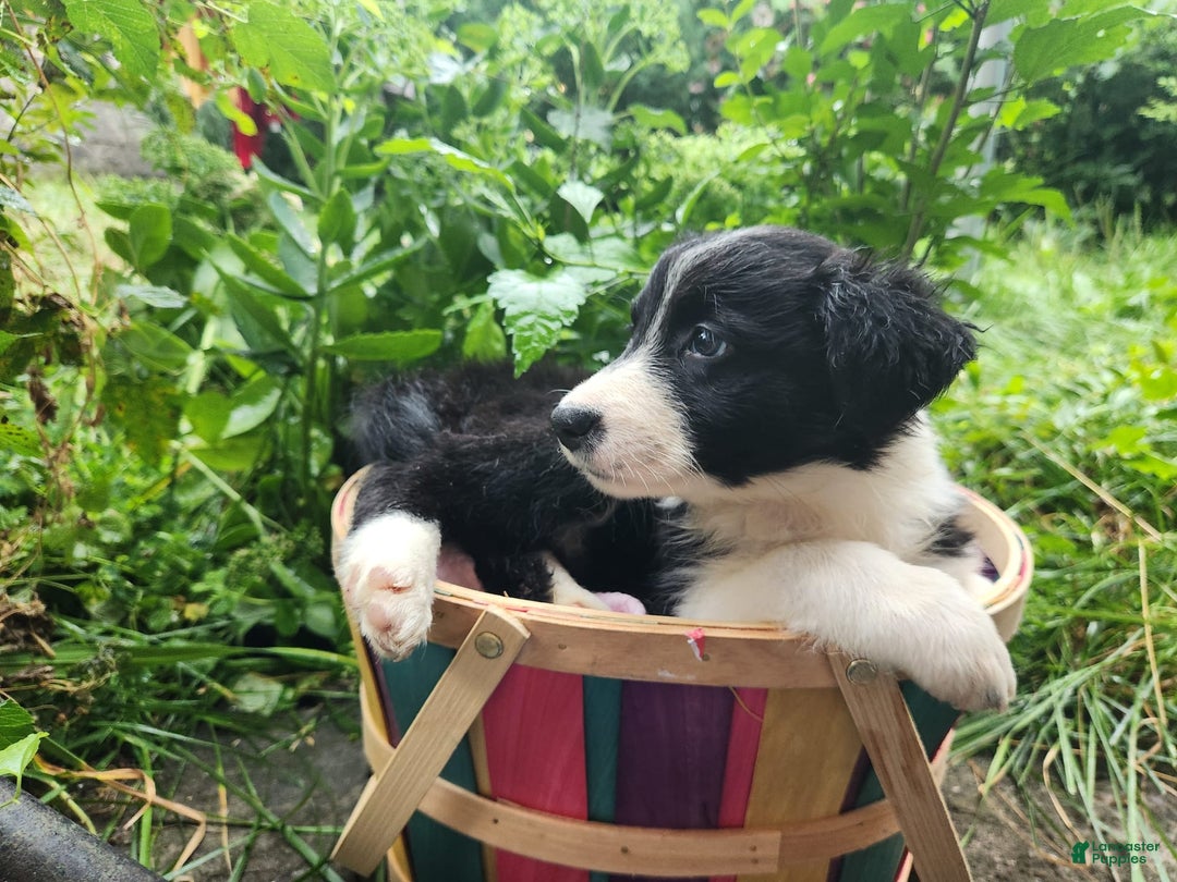 Border Collie dogs for sale: Sabrina Barkenter - Image 4
