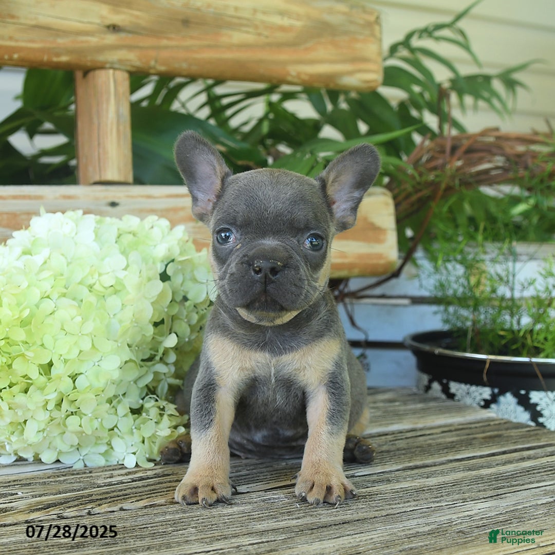 French Bulldog dogs for sale: Tess - Image 1