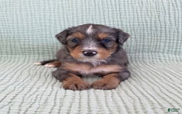 Bernedoodle dogs for sale: Ashton - Image 3