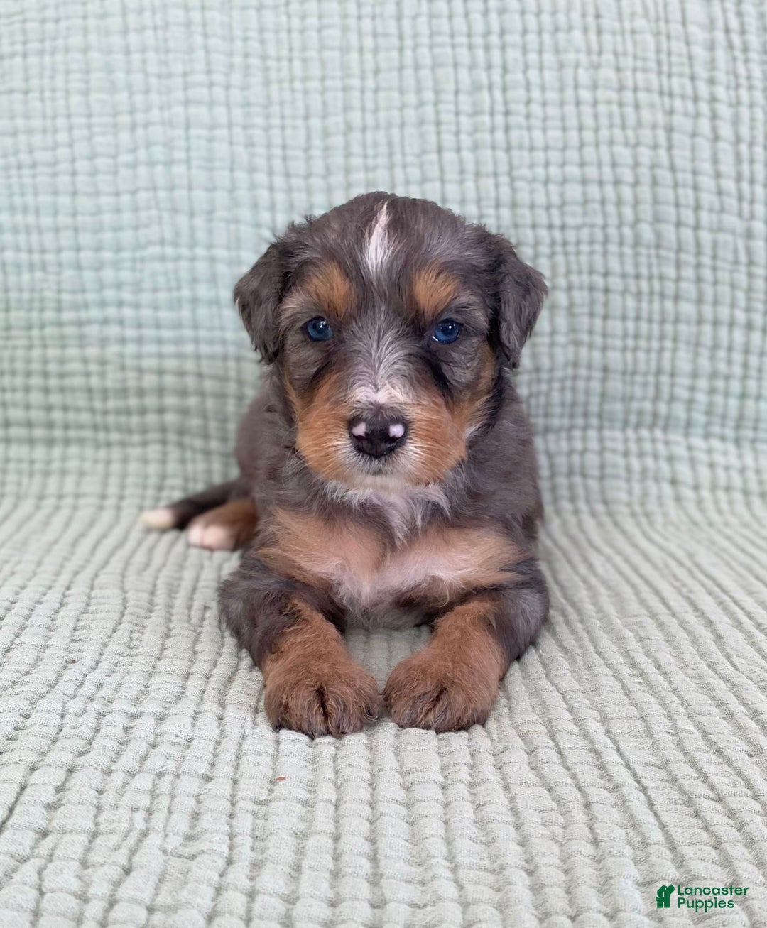 Bernedoodle dogs for sale: Ashton - Image 3