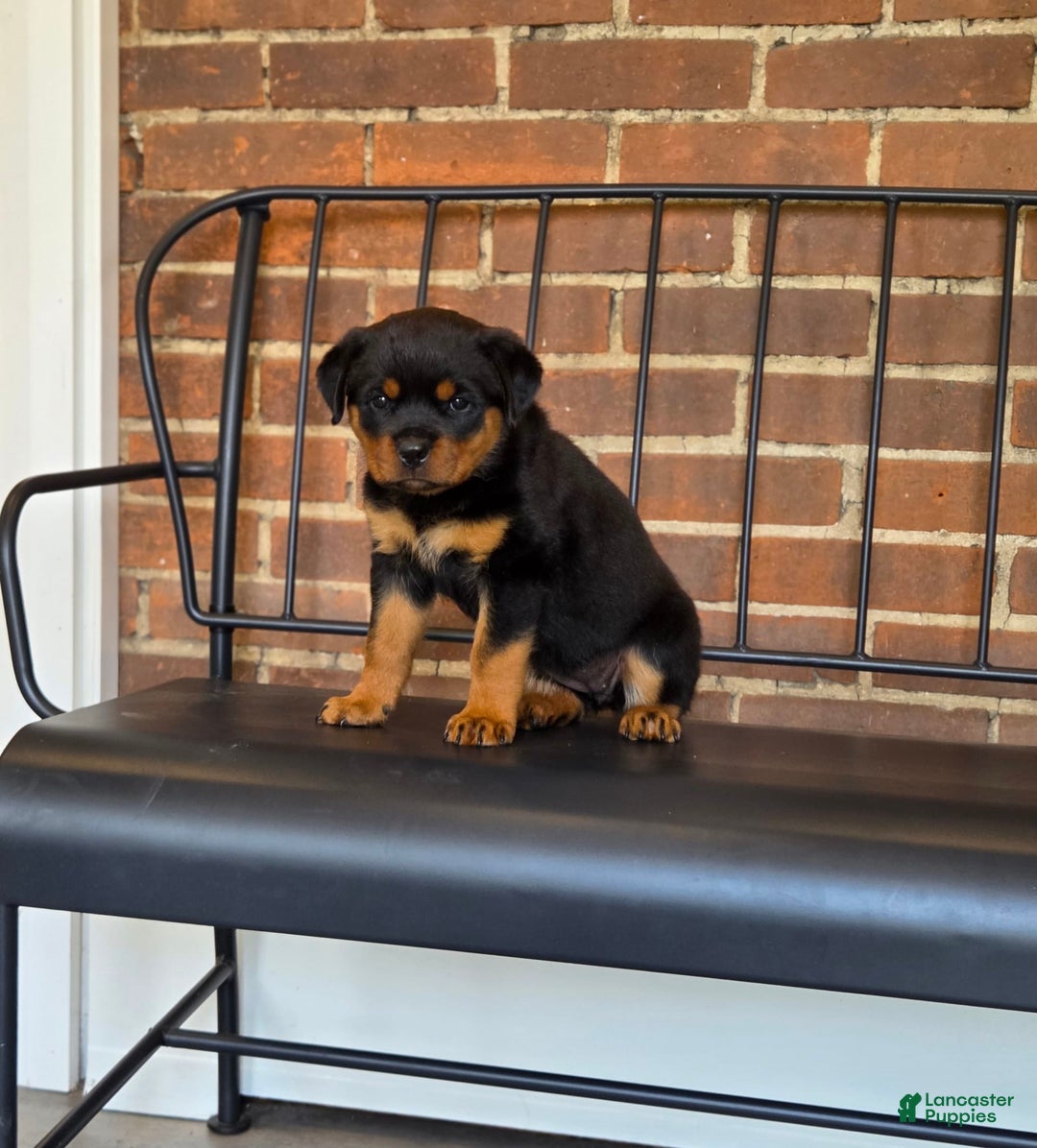 Rottweiler dogs for sale: Miss Green - Image 3
