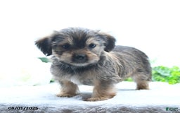 Shorkie dogs for sale: Lamar - Image 1