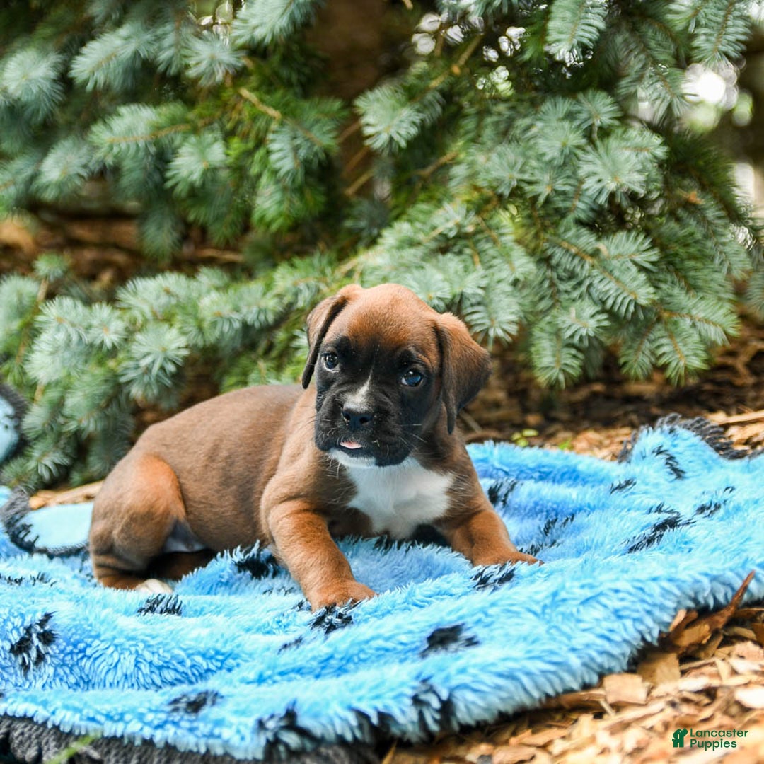Boxer dogs for sale: Honey - Image 3