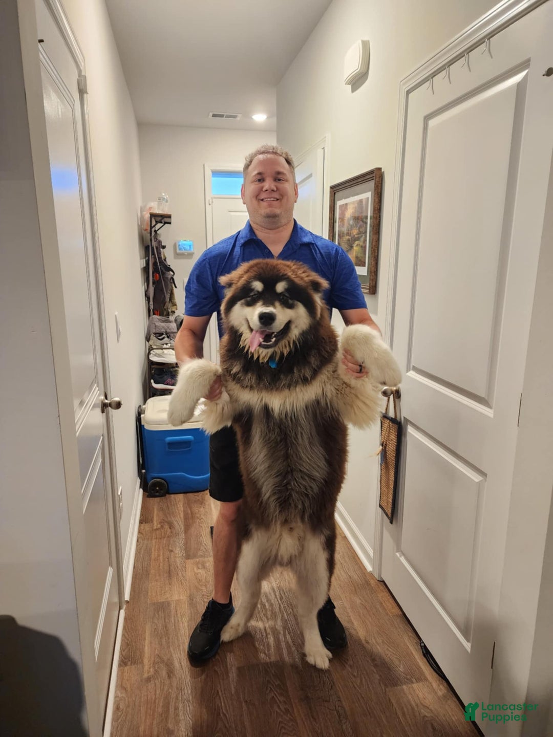Alaskan Malamute dogs for sale: Blaze - Image 1
