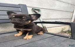 French Bulldog dogs for sale: Katty - Image 1