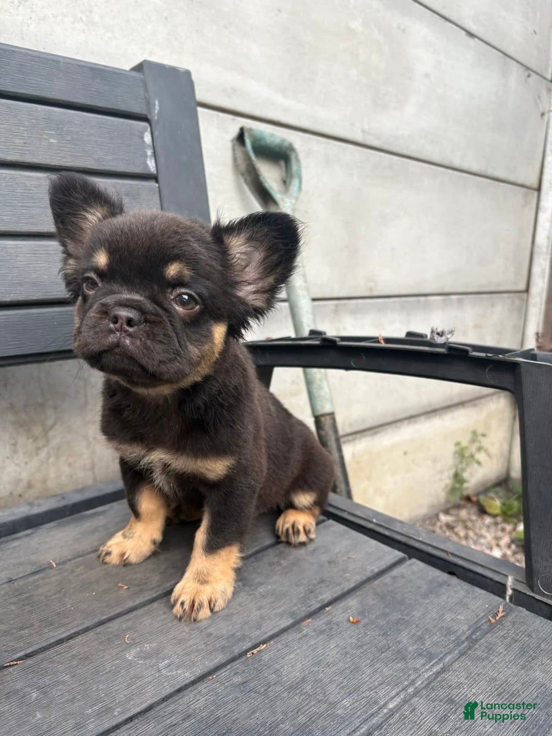 French Bulldog dogs for sale: Katty - Image 1