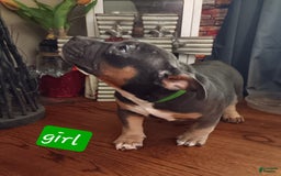 American Bully dogs for sale: Green Col - Image 2