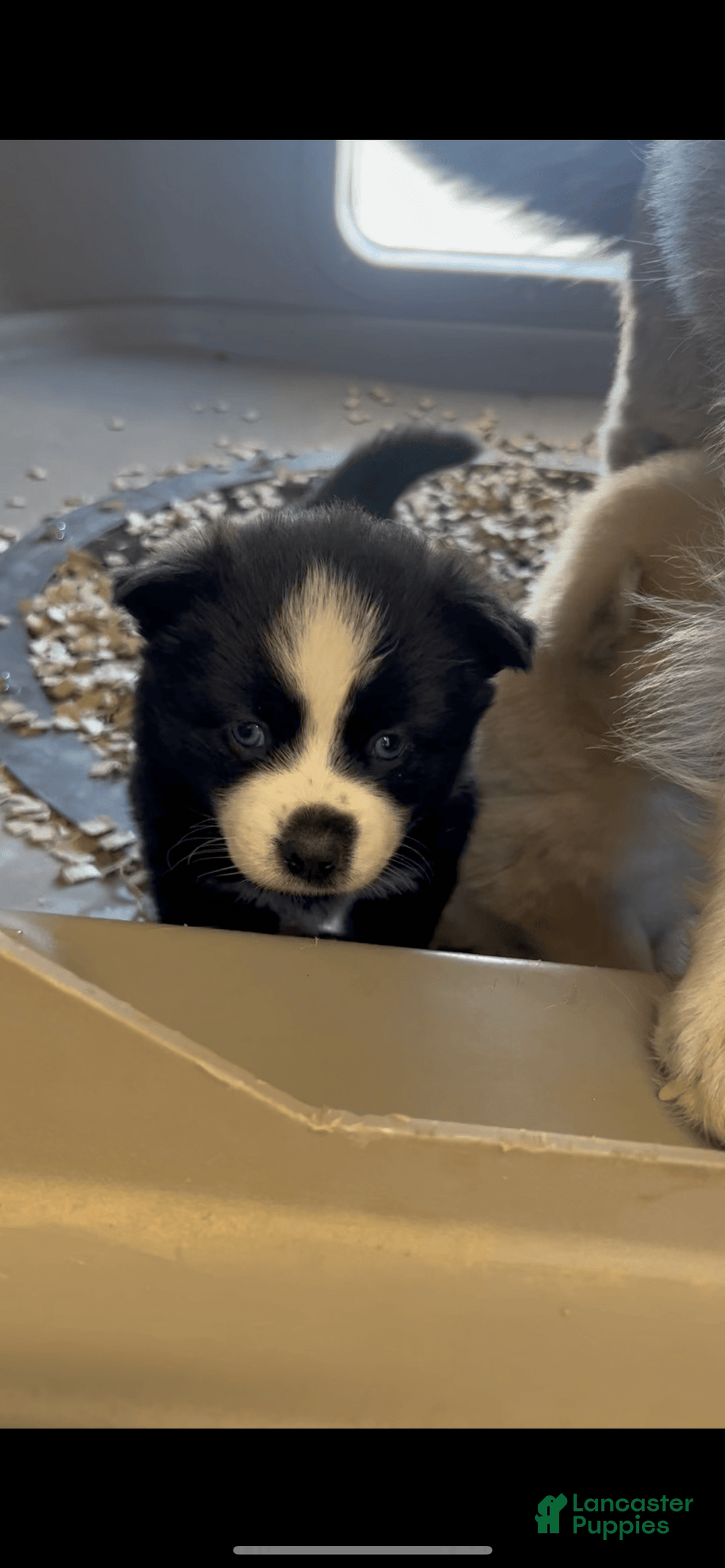 Pomsky dogs for sale: Poppy - Image 1